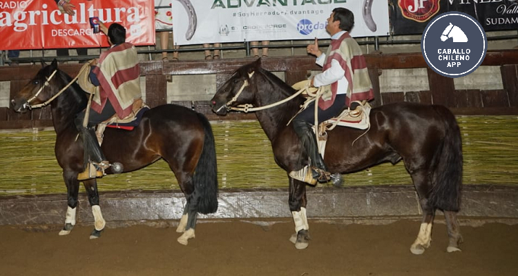 App Caballo Chileno: Revisa detalles de los ganadores de las series en el 73° Campeonato Nacional