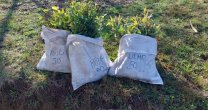 La iniciativa de forestación del Club de Rodeo Carampangue