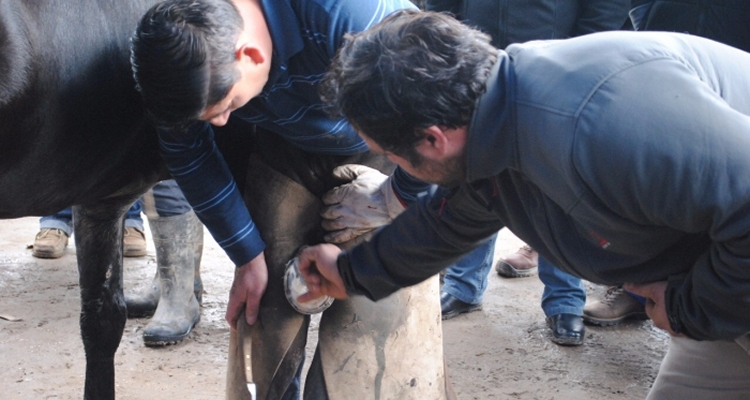 Criadores de Cauquenes tendrán interesante Curso de Herraje en su Día de Campo