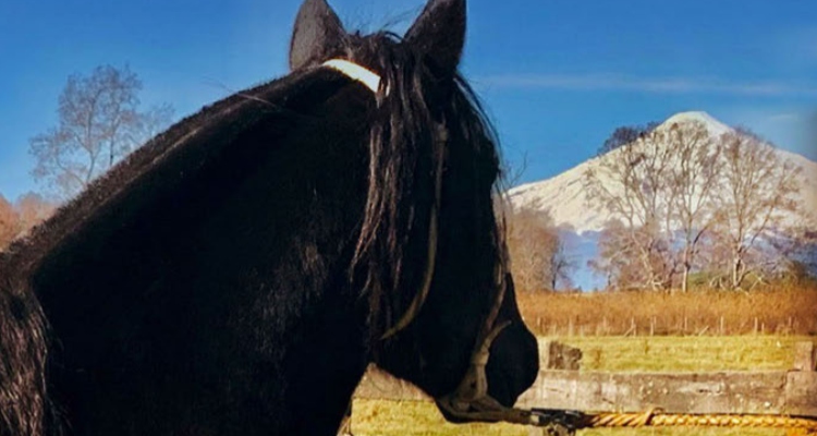 Criadero Las Peñas, Chilicauquén Viejo, Montaña Santa Emilia y Valle Azul tienen atractivo remate