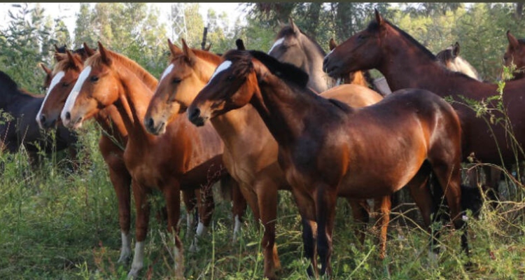 Criaderos San Miguel y Don Horacio, Santa Agustina y Doña Josefa y Loma Larga salen a remate este jueves