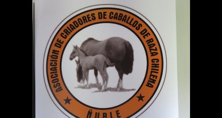 Día de Campo de la Asociación de Criadores de Ñuble genera gran interés por asistir