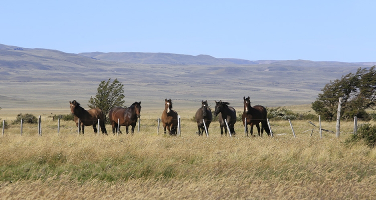 Asociación de Criadores de Aysén tendrá jornada de planificación y camaradería