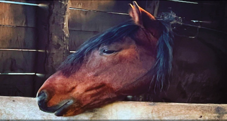 Criadero San Luis tiene este miércoles interesante remate de caballos corriendo