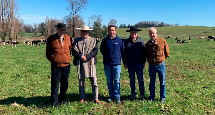 Directorio visitó el Fundo El Rodeo: El pasto está recién tirando y se están apartando los novillos