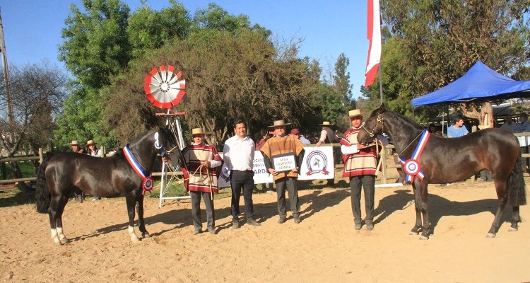 Intruso y Chica Linda fueron los mejores en la jura de Caballos Chilenos de la Expogama