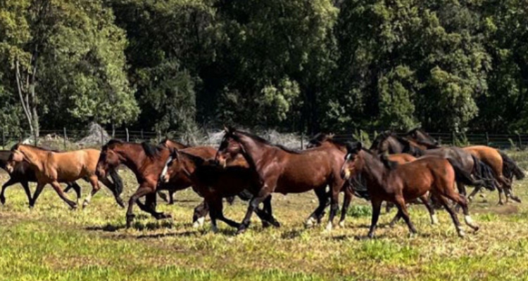 Criadero Lo Gallo sale a remate con ejemplares de destacadas sangres