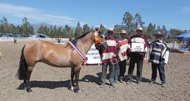 Asociación de Criadores de Petorca trabaja con muchas ganas para su gran evento en Catapilco