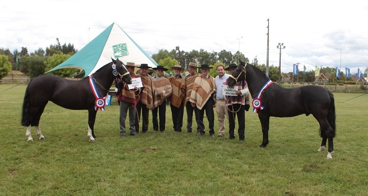 Picante y Fusta fueron los brillantes ganadores de la Expo SOFO