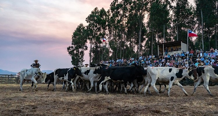 Criadores de Malleco celebrarán con un gran programa de actividades los 155 años de Collipulli