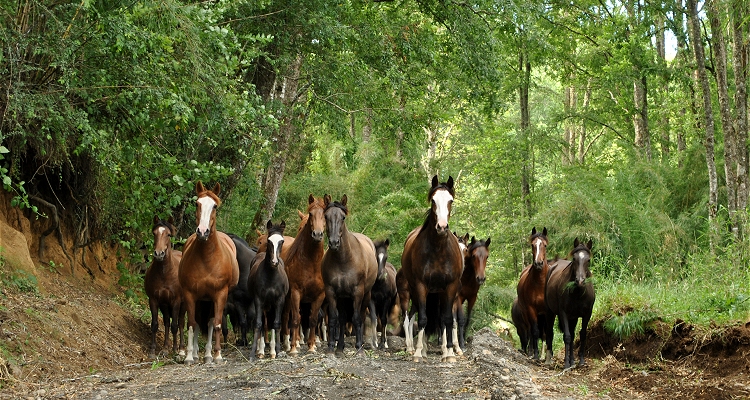 El Caballo Chileno vuelve a la Expo FISA