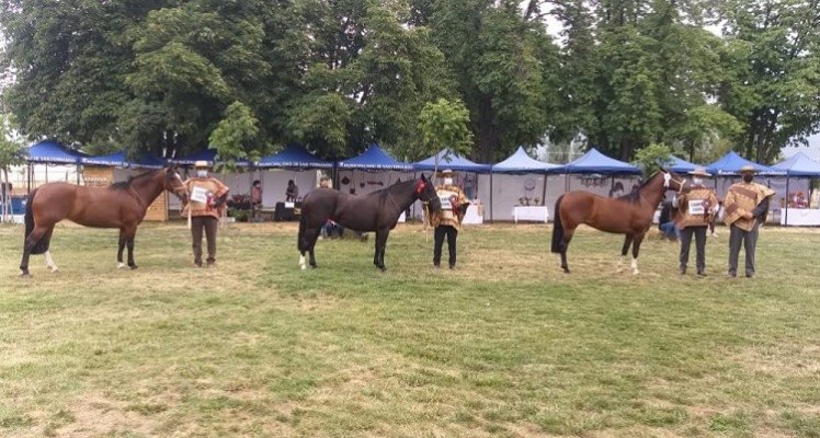 Asociación de Criadores de Colchagua invita a inscribirse para su Exposición