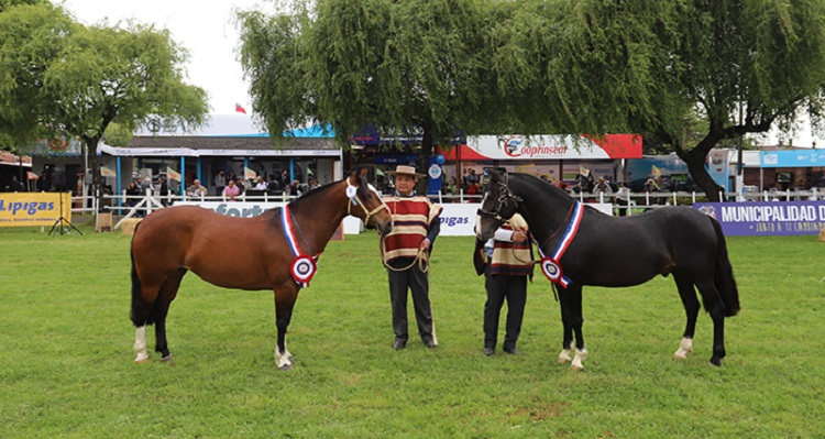 Exposición de Caballos Chilenos engalana el regreso de la Fisur en el Recinto SAGO