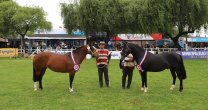 Exposición de Caballos Chilenos engalana el regreso de la Fisur en el Recinto SAGO Exposición de Caballos Chilenos engalana el regreso de la Fisur en el Recinto SAGO
