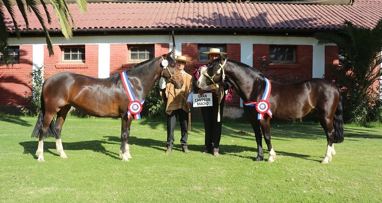 Expo Quillota coronó a Cara y Sello y Sospechosa como los mejores ejemplares