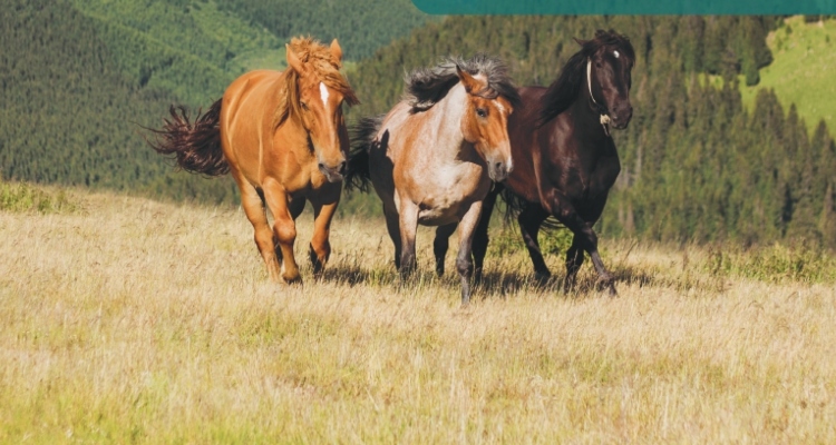 Criaderos Taitao, Montaña Santa Emilia, Traslaviña y Los Varones van a remate este jueves