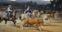 La Aparta de Ganado hizo vibrar la fiesta de los Criadores de Collipulli