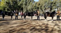 Criadores de Melipilla tienen preparada una jornada muy familiar para su Exposición en Peñaflor Criadores de Melipilla tienen preparada una jornada muy familiar para su Exposición en Peñaflor