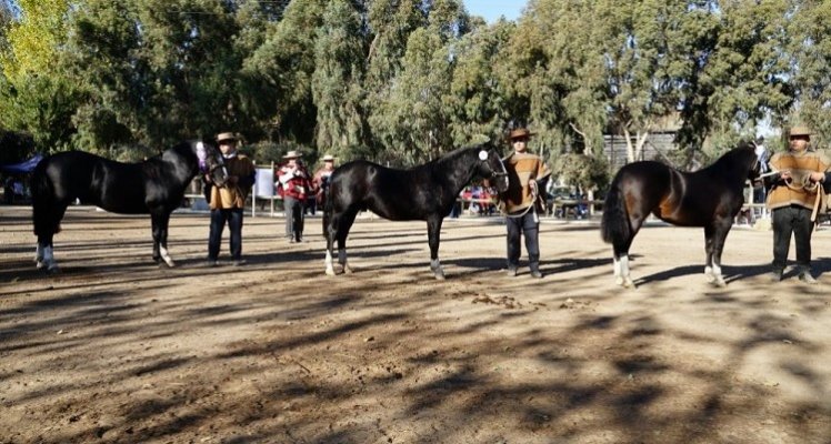 Criadores de Melipilla tienen preparada una jornada muy familiar para su Exposición en Peñaflor