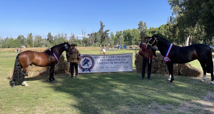 Apionado y Es Guapa impusieron su calidad en la Expo Melipilla de Peñaflor