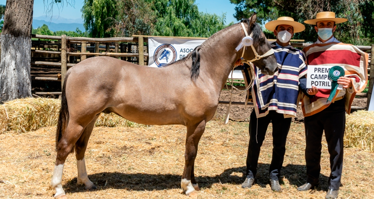 Asociación Linares animará el fin de semana con Exposición y Rodeo para Criadores