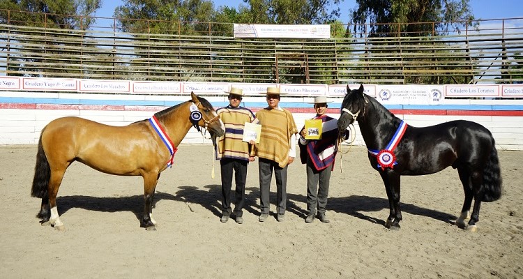 Optimo y Canela II fueron los Mejores Ejemplares de la Raza en la Expo Linares