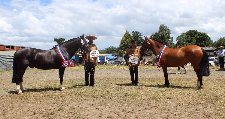 Aguardiente y Jamás Rezonga reinaron como Grandes Campeones en la Expo Llanquihue y Palena