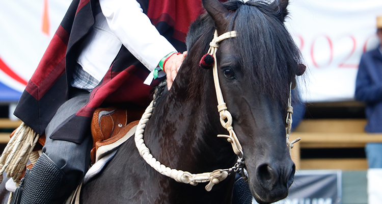 Federación del Rodeo Chileno invita a charla sobre prácticas seguras en el deporte