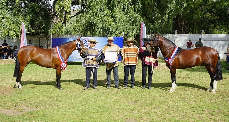 Gitano y Petunia brillaron en una gran jornada para la Asociación Choapa