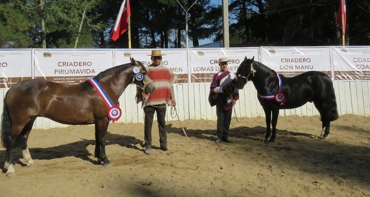 Optimo y Mañanera fueron los Grandes Campeones de la primera Expo Itata