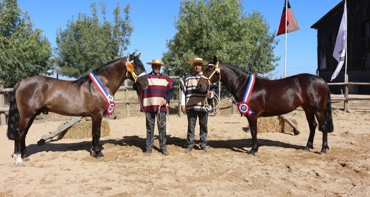 Expo Cauquenes coronó a Rey Arturo y Procesión como los principales ganadores