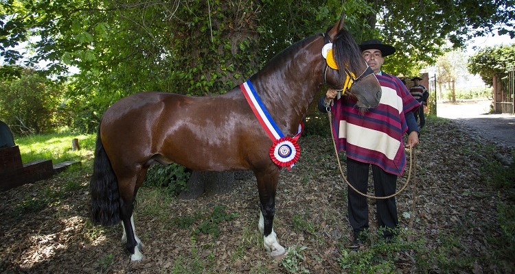 Gitano y Siempre Sí dejaron su sello en la Expo Limarí-Coquimbo