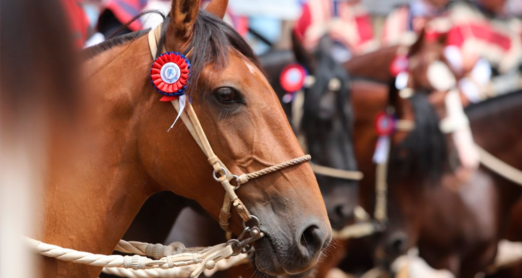 Los datos que debes saber sobre la Final de Rodeos para Criadores Lanco 2023