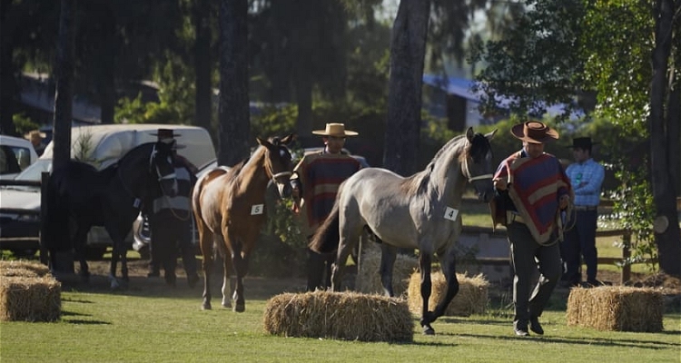 [Resultados] Santa Isabel Intruso T.E. y Don Matías Adelita son los Grandes Campeones de la Expo Nacional 2023