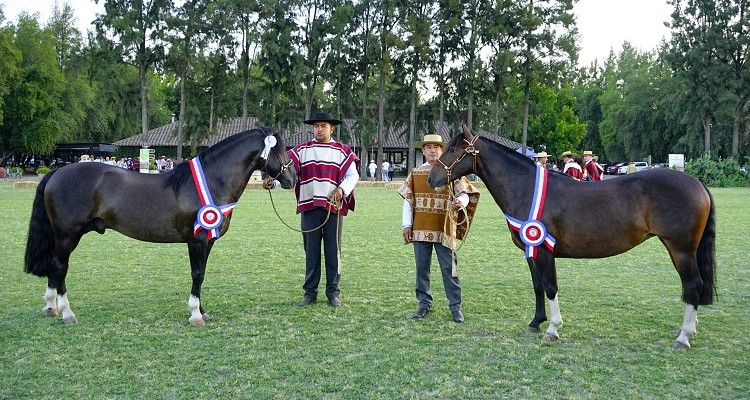 Intruso T.E. y Adelita son los brillantes nuevos monarcas de la Exposición Nacional