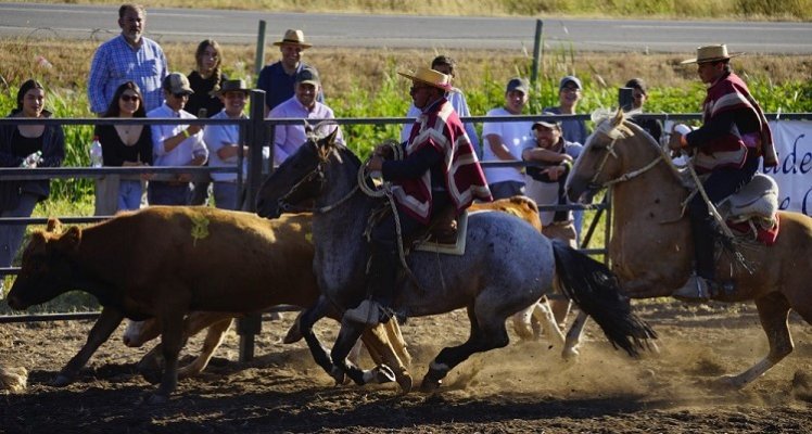 Están abiertas las inscripciones para equipos clasificados a la Final Nacional de Aparta de Ganado