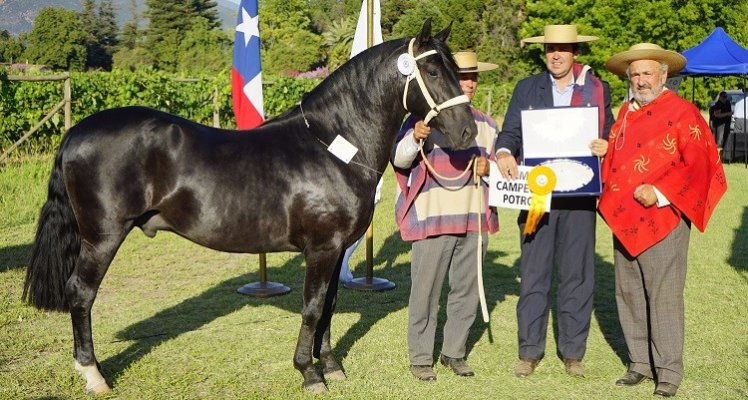 Pallocabe logró una excelente cosecha de premios en la Expo Nacional