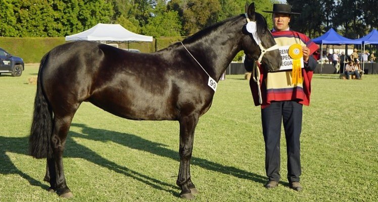 Hay Mi Negra volvió a deslumbrar en la Exposición Nacional