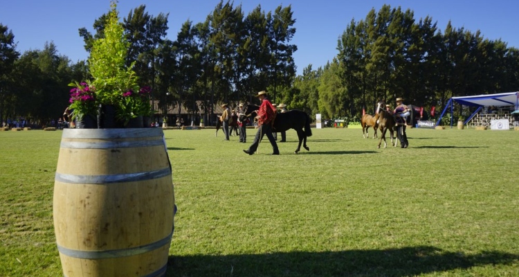 Max Yarza hizo un positivo balance de la Expo Nacional: Le hizo bien al Caballo Chileno