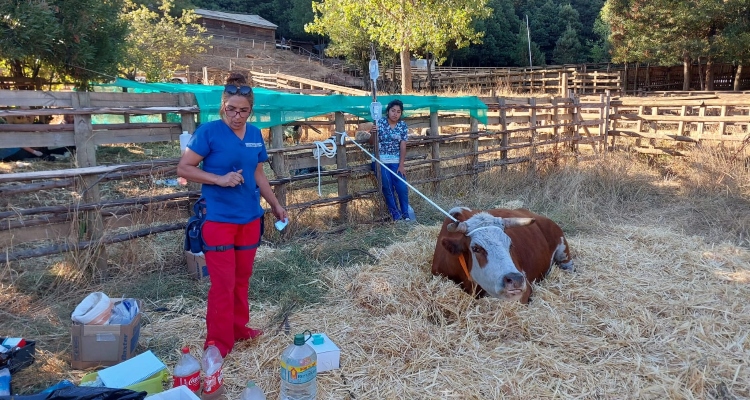 Medialuna del Club Lumaco se transformó en clínica veterinaria en medio de la emergencia