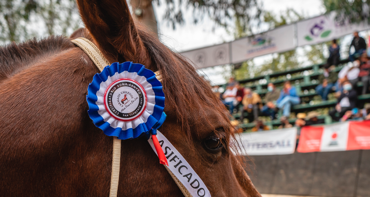 App Caballo Chileno implementó actualización en la previa a los Clasificatorios