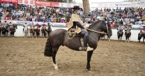 ¡A prepararse! Federación de Criadores hará la habitual medición y fotos de caballos premiados ¡A prepararse! Federación de Criadores hará la habitual medición y fotos de caballos premiados