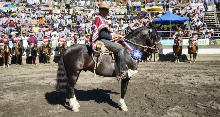 Alucarpa Justiciero se llevó el Sello de Raza en la Final del Clasificatorio de Villarrica