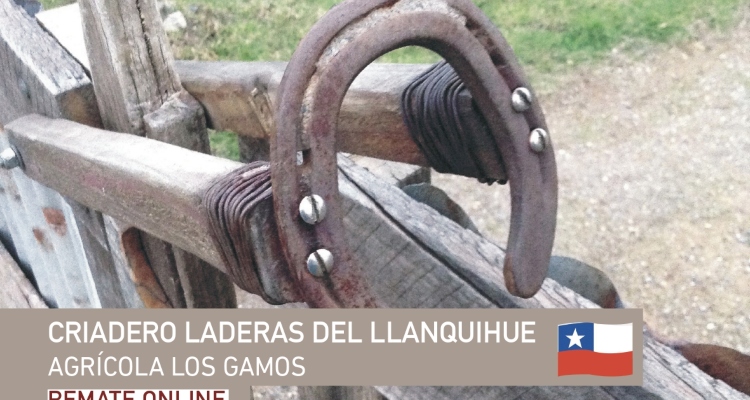 Criadero Laderas del Llanquihue sale a remate con destacados ejemplares