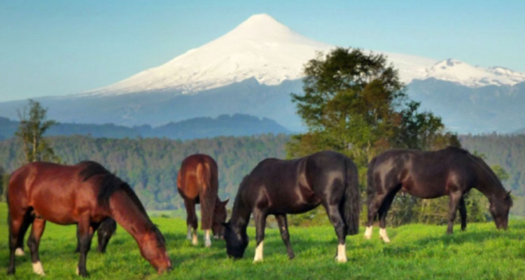 Criadero Vista Volcán realiza un remate con atractivos ejemplares