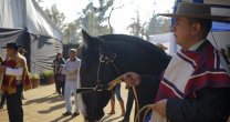 La Carpa de los Criadores tuvo intensa acción en la Monumental de Rancagua