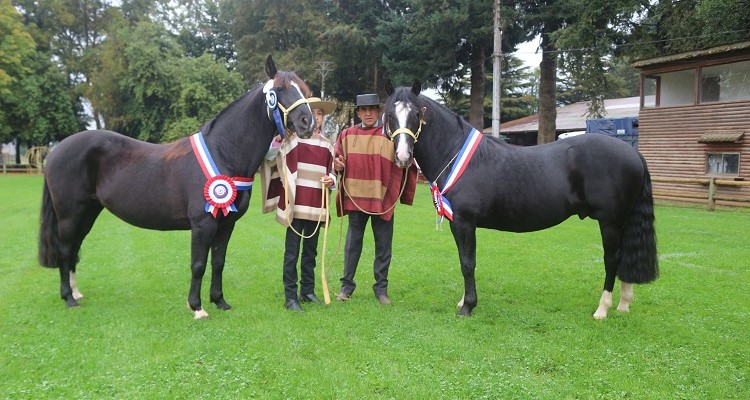 Espartaco y Poesía deslumbraron en la Exposición de Otoño de los Criadores de Cautín