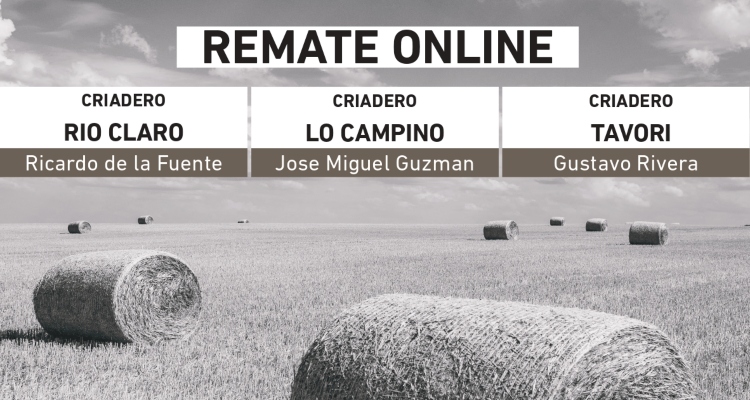 Criaderos Río Claro, Tavorí y Lo Campino salen a remate con destacadas madres