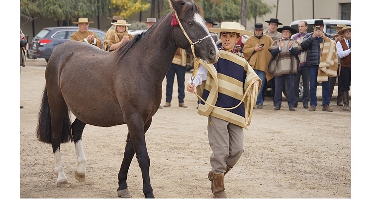 Lucio López, un joven apasionado por el Caballo Chileno que atrajo miradas en el Consejo Superior