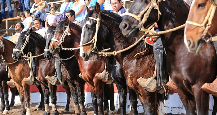 Club de Huasos de Alto Hospicio prepara un buen rodeo en La Tortuga